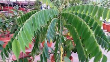 Averrhoa bilimbi. Common name: Cucumber Tree. Belimbing Wuluh (Indonesia)