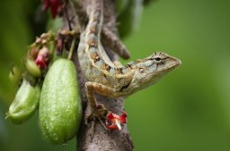 Oriental garden lizard (Calotes versicolor) on bilimbi (Averrhoa bilimbi) tree, Batticaloa, Sri Lanka