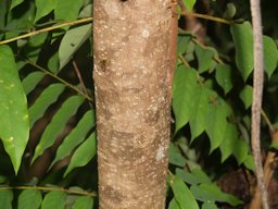 Bilimbi Averrhoa bilimbi, Northern Division, Fiji