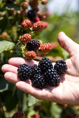 2020 Outstanding Fruit Cultivar Award to Ouachita blackberries