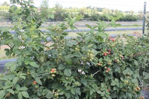 ‘Kiowa’ blackberries