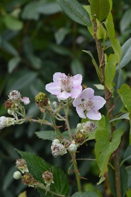 Blackberries