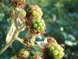 Blackberries (Premature) in the Coburg Hills near Harrisburg, Oregon