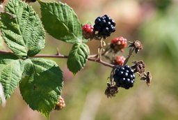 Blackberries