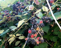 Blackberry fruit