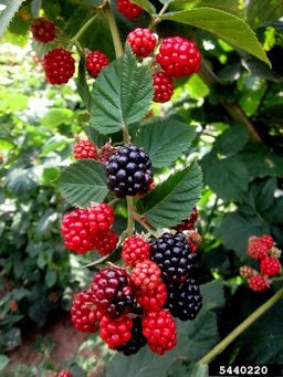 European blackberry (Rubus fruticosus)