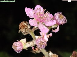 Blackberry Bramble, Rubus fruticosus agg.