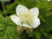 Blackberry Bramble, Rubus fruticosus agg., Mendip Hills, Somerset, Middledown Drove, UK