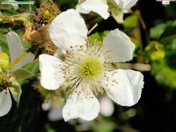 Blackberry Bramble, Rubus fruticosus agg., Catcott Nature Reserve