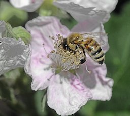 Western honey bee on blackberry along the Ohlone Greenway in El Cerrito