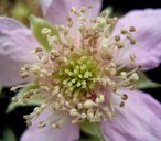 Rubus fruticosus