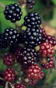 Blackberries