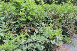 Blackberries growing in the pick-your-own section of the University of Georgia