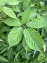 Allegheny Blackberry Rubus allegheniensis, Gramsie Rd, Shoreview, MN, US