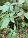 Smooth Blackberry Rubus canadensis, Argyle, Nova Scotia, Canada