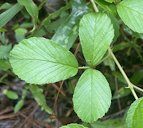 Sand Blackberry Rubus cuneifolius, San Felasco Hammock Preserve State Park, Gainesville, FL, US