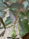 Southern dewberry, R. trivialis, Judson Rd, Prattville, AL, US