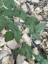 Trailing Blackberry Rubus ursinus, Garden Hwy, Sacramento, CA, US