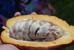 Cacao beans with pulp