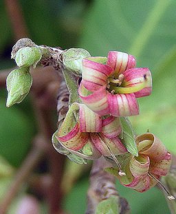 Anacardium occidentale, Cashew flowers