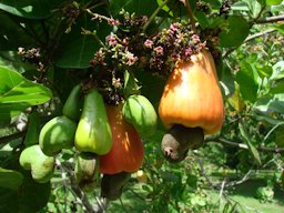 Cashew (flower + unripe fruit + ripe fruit] (Anacardium occidentale) La Pomarrosa Farm, Barlovento, north-central Venezuela.