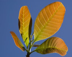 Leaves of the Cashew Tree - Cajueiro - Anacardium occidentale