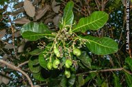 Anacardium occidentale