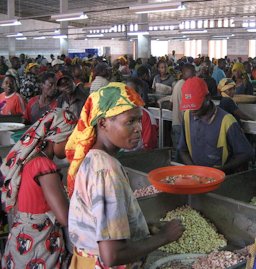 Cashew processing in Nampula province of Mozambique