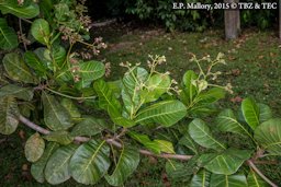 Anacardium occidentale (cashew)