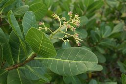 Flowers of Anacardium occidentale (Cashew tree