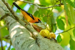 Yellow Oriole (Icterus nigrogularis) about to feed on a cashew apple,