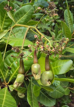 Anacardium occidentale in the north of Peravoor, Kerala, India