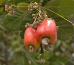 Fruto do cajueiro (cajú)