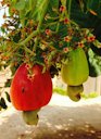 Cashew apple