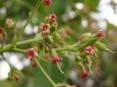 Detail of Brazilian cashew flowers