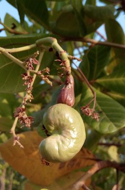 Cashew tree on the side of indian road on the trip to beautiful mandir in jharkhand, India