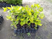 Cashew (Anacardium occidentale) grafted seedlings ready for sale
