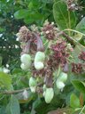 Flores, frutos e semente do cajueiro - Anacardium occidentale