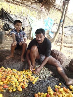 Cashew nuts are being separated before crushing the cashew apples