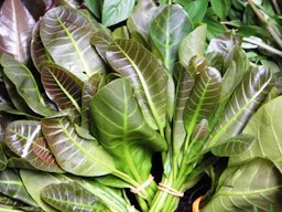 The pliable, lustrous and reddish young leaf shoots are sold in the market as ulam