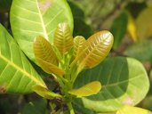 Young leaves Mayyil and Peravoor, India