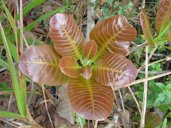 Tender cashew tree leaves