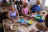 Women preparing cashew, Burkina Faso.