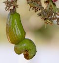 Young green cashew fruit with nut developing, Mato Grosso, Brazil