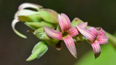 Cashew Anacardium occidentale, Sania, Apatou, Guyane française