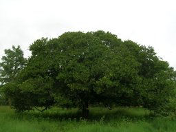 Anacardium occidentale, Cashew tree