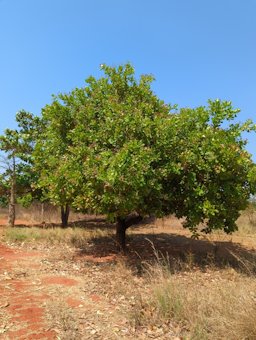 Cashew Anacardium occidentale, Atsimo-Andrefana, Madagascar.