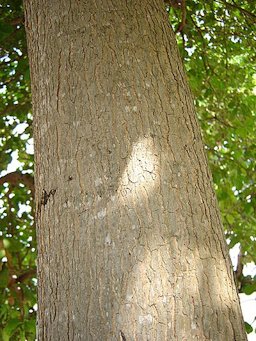 Detail of a Brazilian cashew trunk