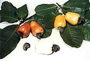 Plate XXX: CASHEW APPLE, Anacardium occidentale