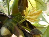 Trumpet Tree, Cecropia peltata, James Hill, Jamaica